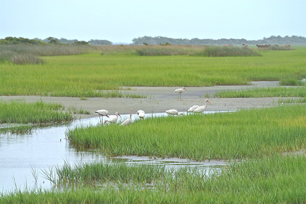 Bird watching at Rachel Carson Reserve | Beaufort Paddle Bird watching at Rachel Carson Reserve | Beaufort Paddle