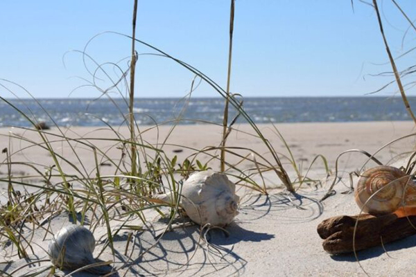 Best Shelling Beaches Along North Carolina’s Outer Banks Best Shelling Beaches Along North Carolina’s Outer Banks