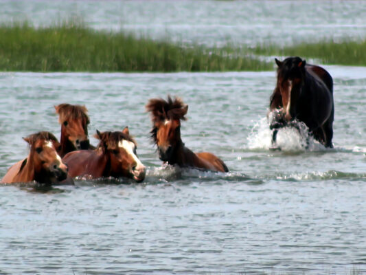 Capt. Ron's Island Tours - wild horses