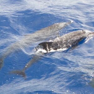 Morehead City Ferry Service – Dolphin Cruise Morehead City Ferry Service – Dolphin Cruise