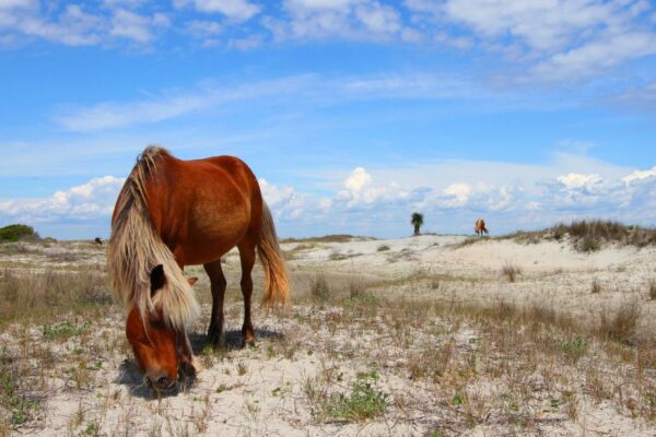 See the wild horses at Shackleford Banks See the wild horses at Shackleford Banks