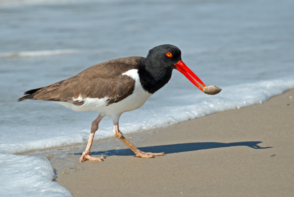 American Oystercatcher - Birdwatching on Bogue Banks